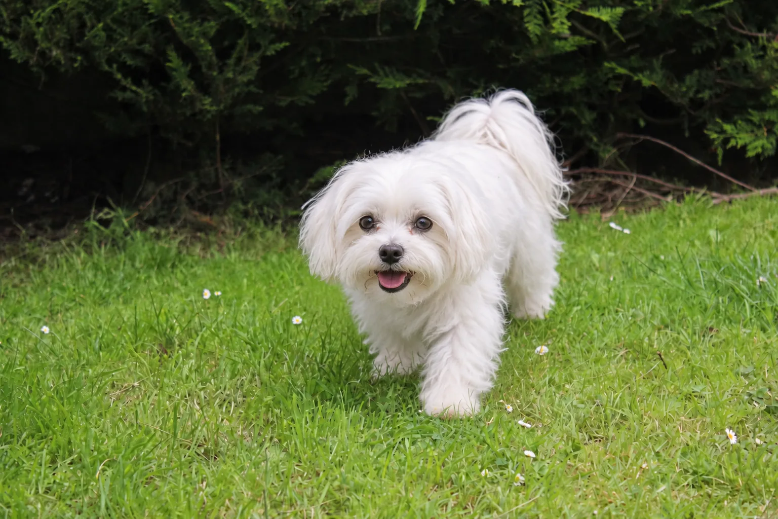 A small fluffy white dog walking across a green garden lawn
