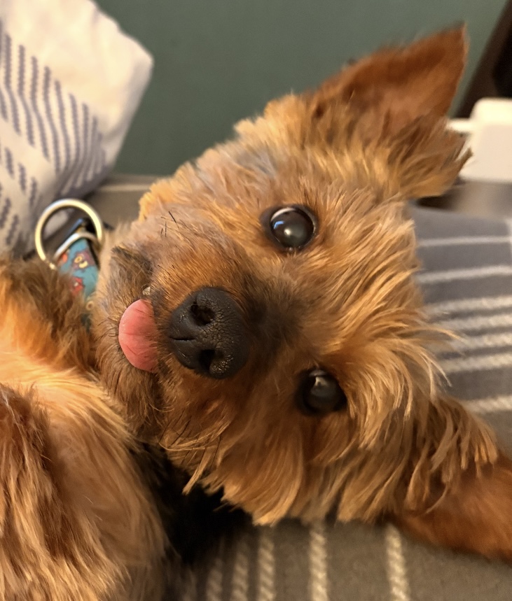 Louis, the resident Yorkshire Terrier, relaxing on a cushion